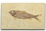 Detailed Fossil Fish (Knightia) - Wyoming #345448-1